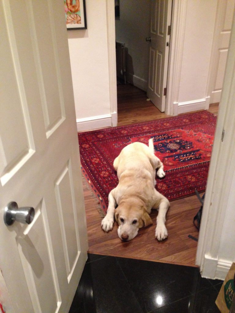 Bella waiting in the hall while we prepare dinner