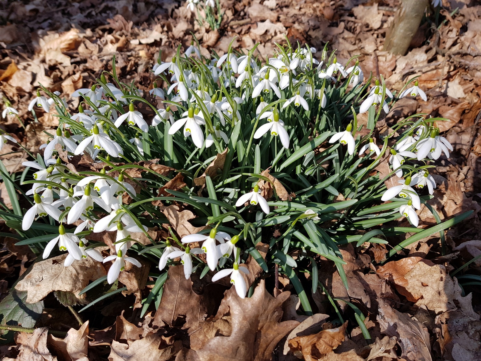 Spring fasting 2018, day 4