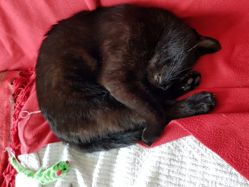 Pet sitting Munchkins in Saint Perreux