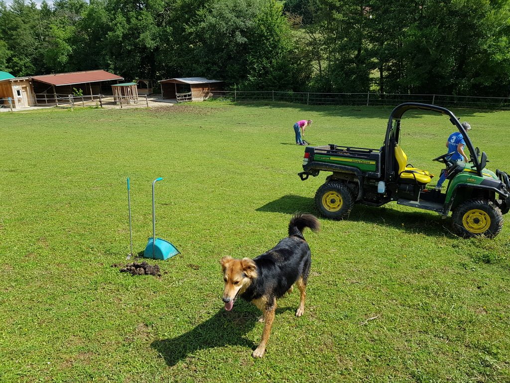 Removing horse droppings