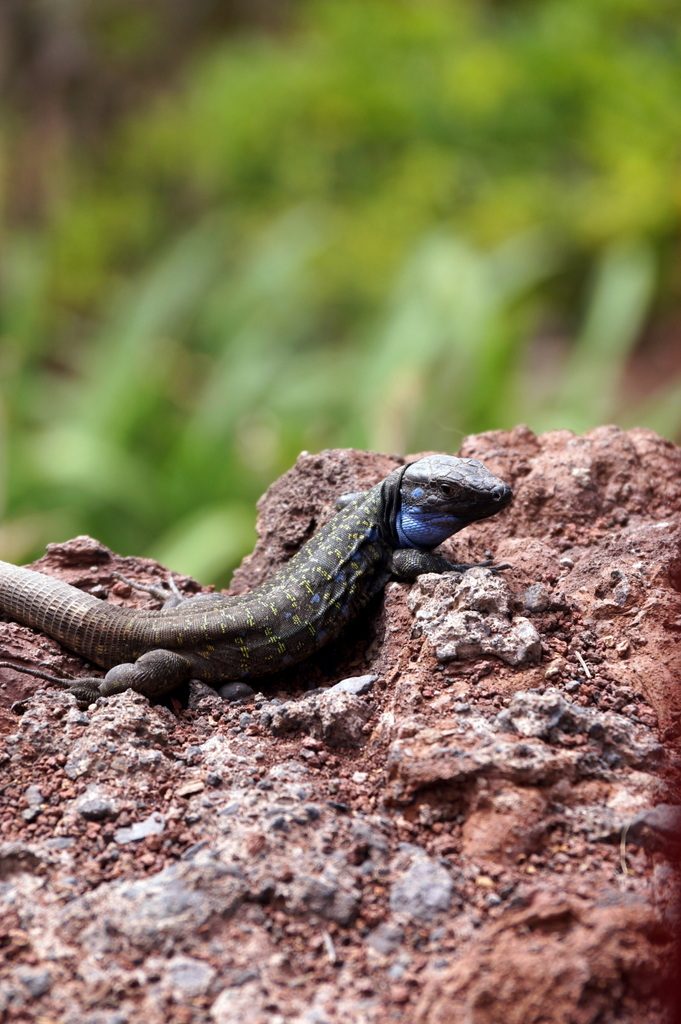 Thousands of lezards are there