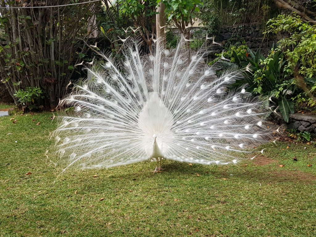 White peacock in splendor