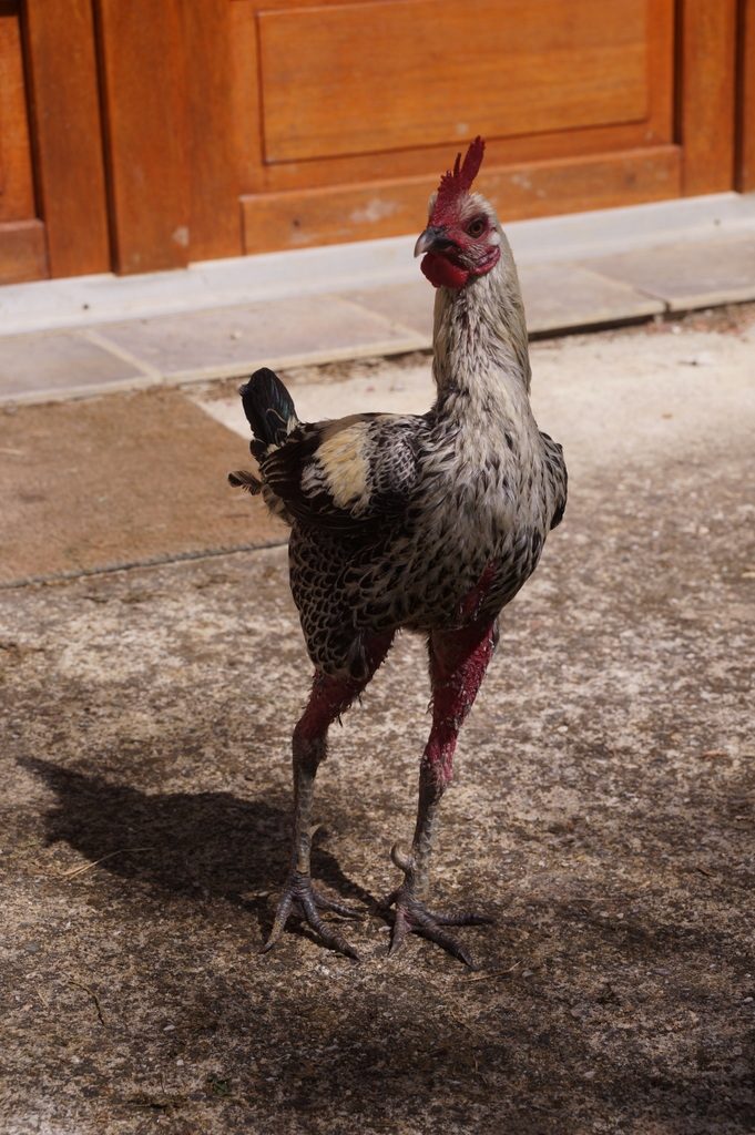 Hector alias Admiral Nelson for us!