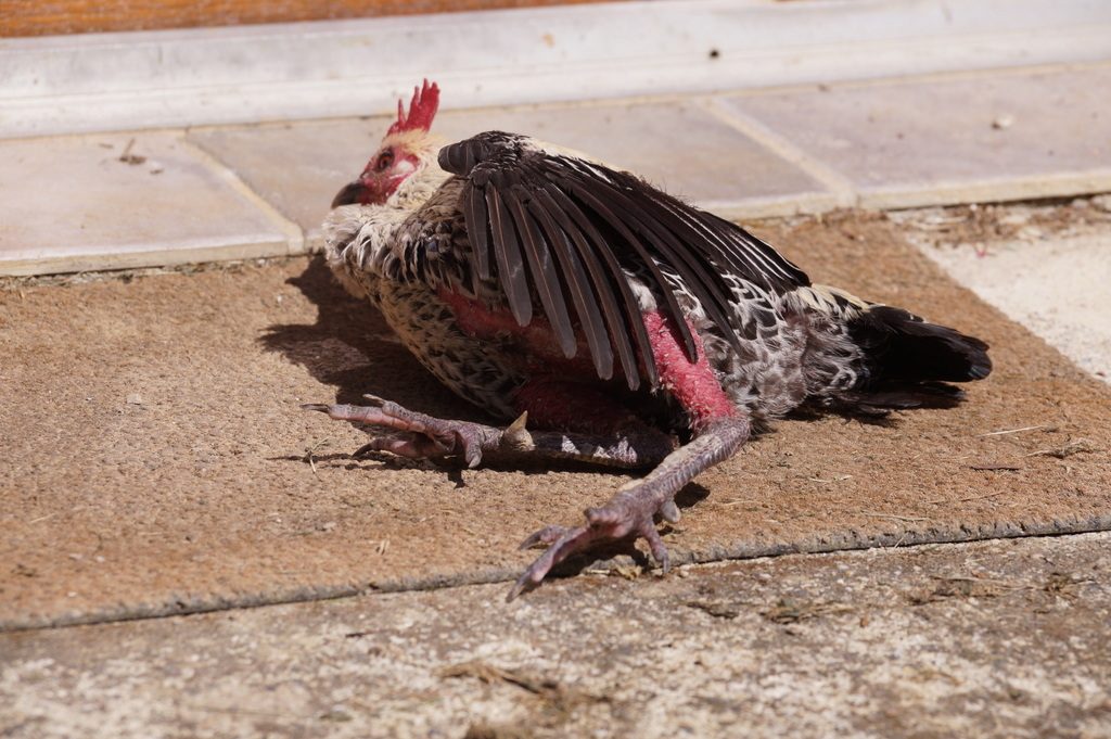 Sleeping cock Hector