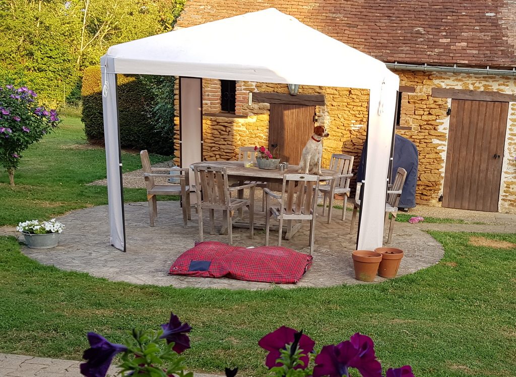 dog sitting on the table