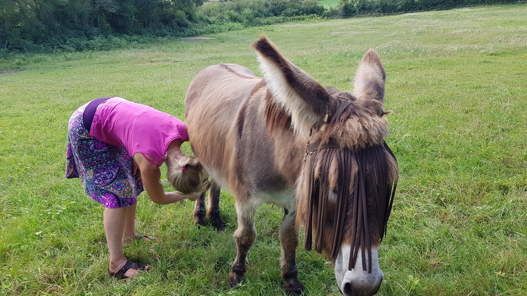 Miraculous resurrection of a donkey