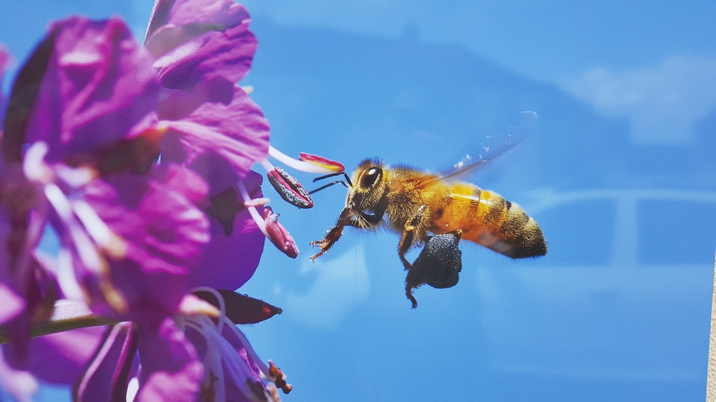 Photo exposition “Valorisons l’abeille et l’apiculture”