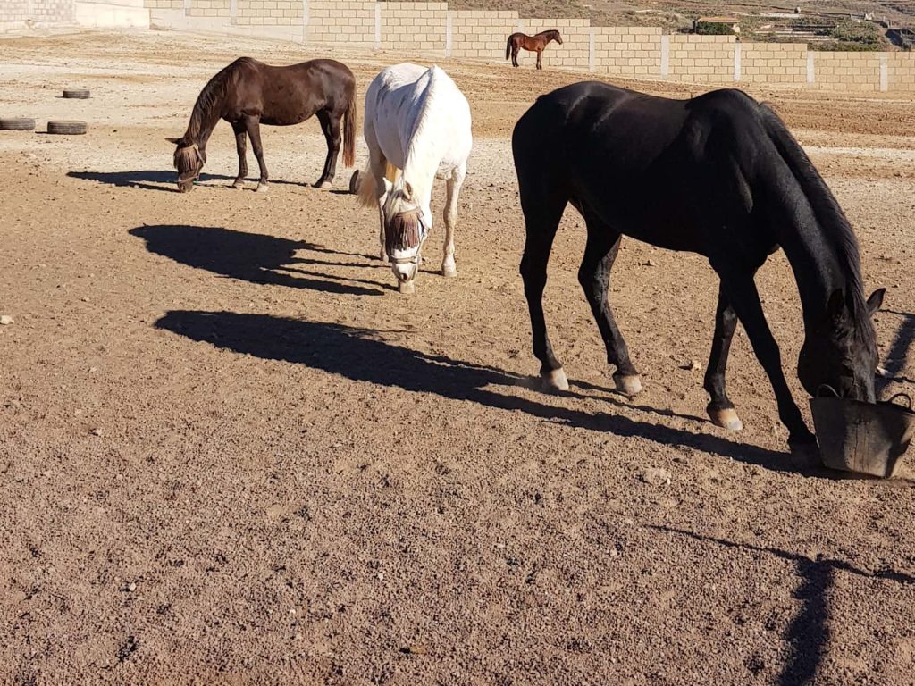 4 of the horses we'll be taking care of next spring