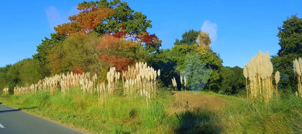 Pampas grass grows here along many roads.