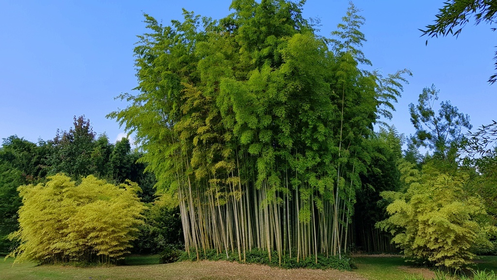 Bambouseraie and Gorges du Tarn