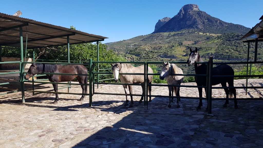The other horses are quite curious about the filly