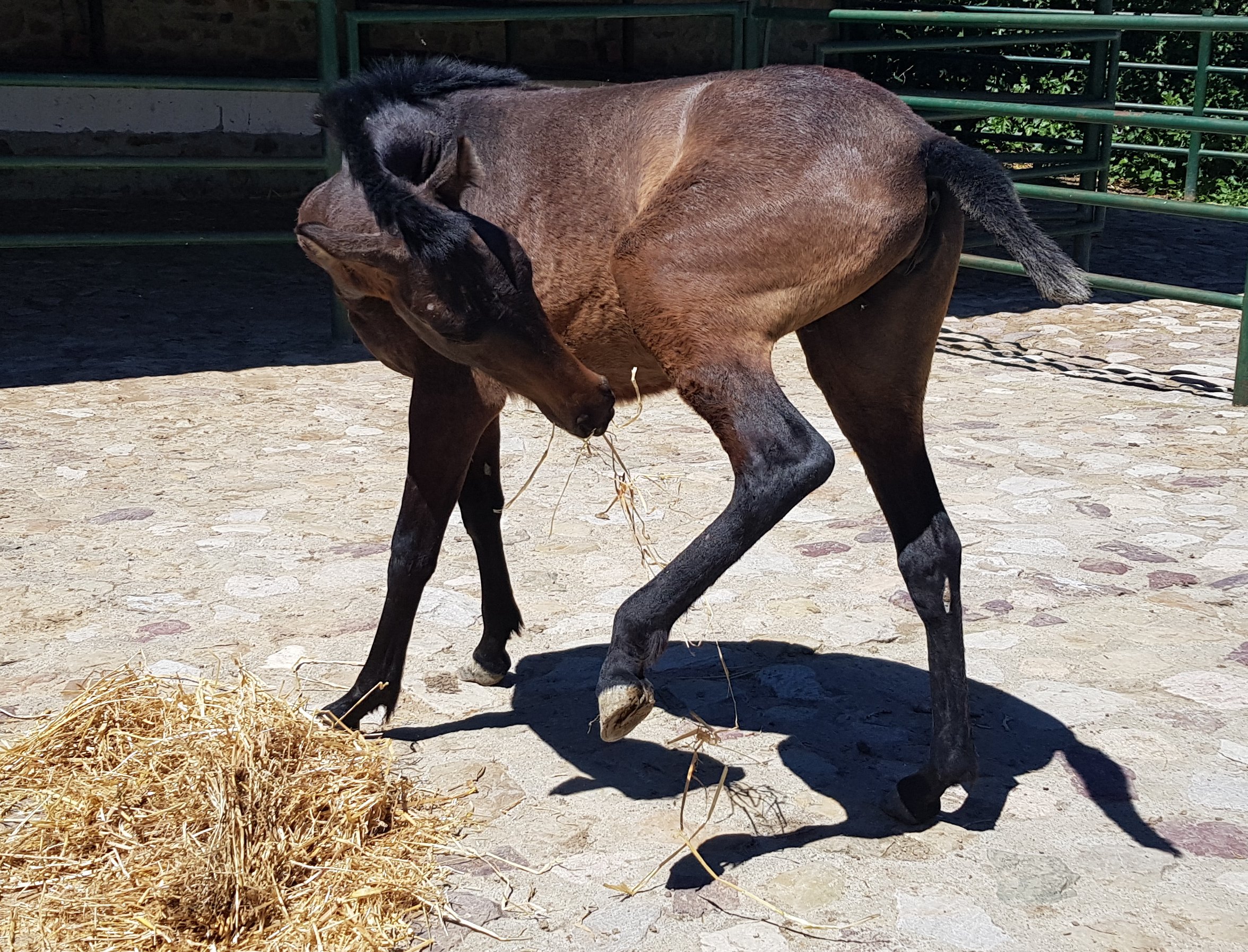 Filly in distress; a matter of life and death