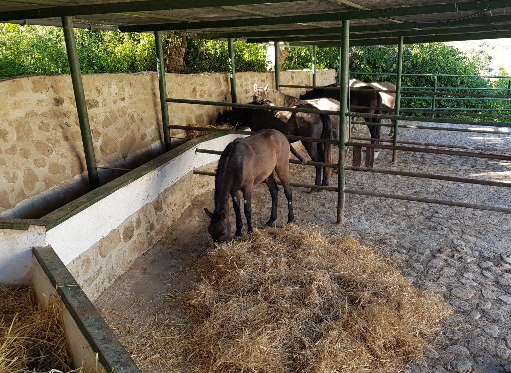 Julieta and the other horses, ready for the night