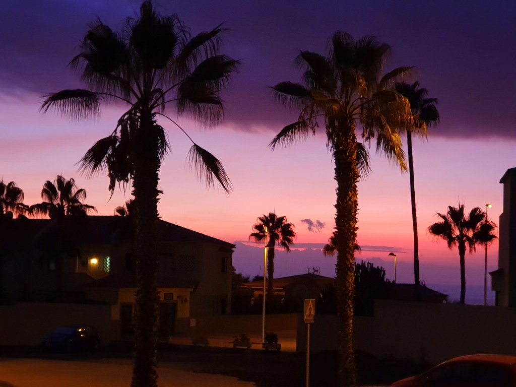 Pet-sitting Bella and Archie in Adeje, Tenerife