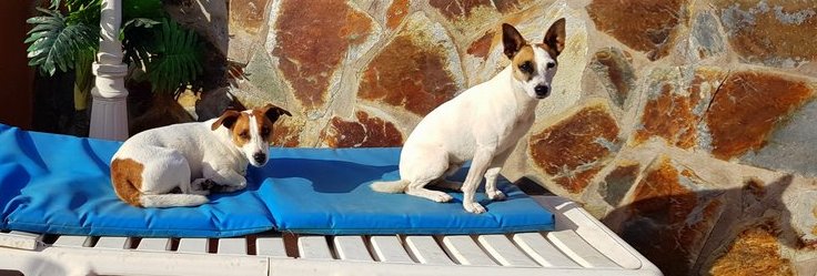 pet-sitting Bella and Archie in Adeje